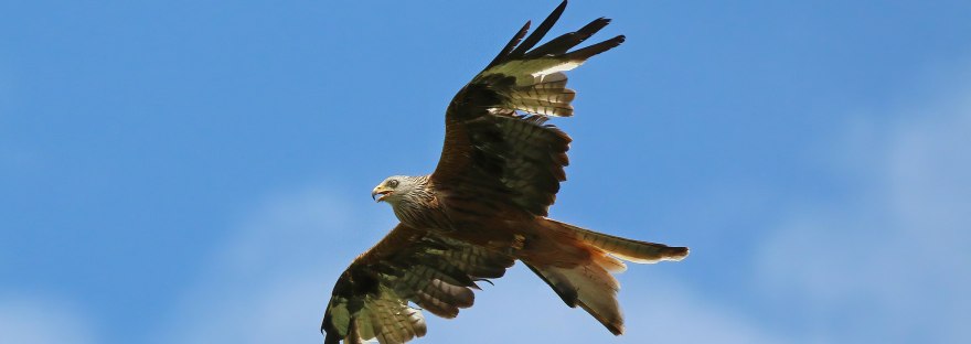 Charles J. Sharp, CC BY-SA 4.0 , via Wikimedia Commons