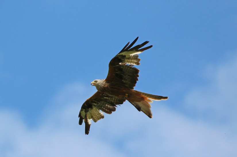 Charles J. Sharp, CC BY-SA 4.0 , via Wikimedia Commons