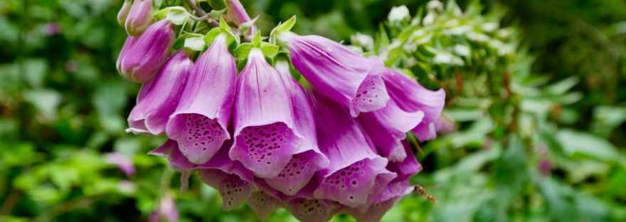close up of foxglove flowers