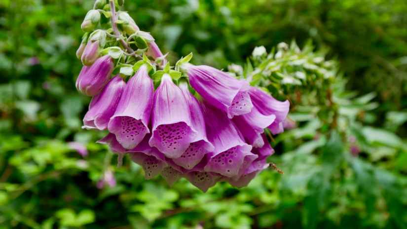 close up of foxglove flowers