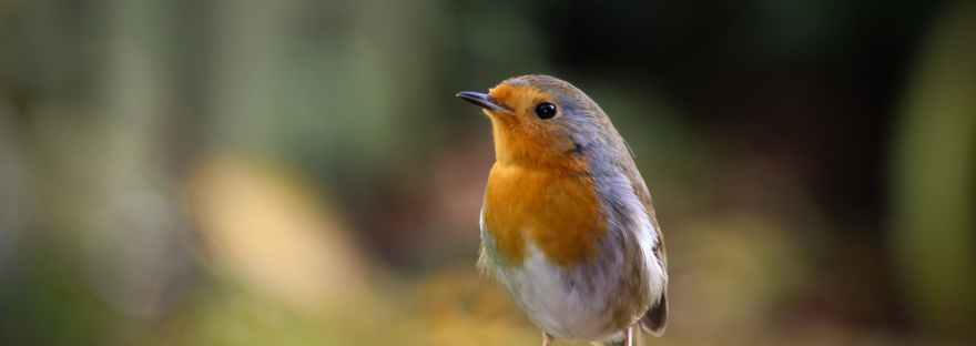 selective focus photography of yellow white and brown bird