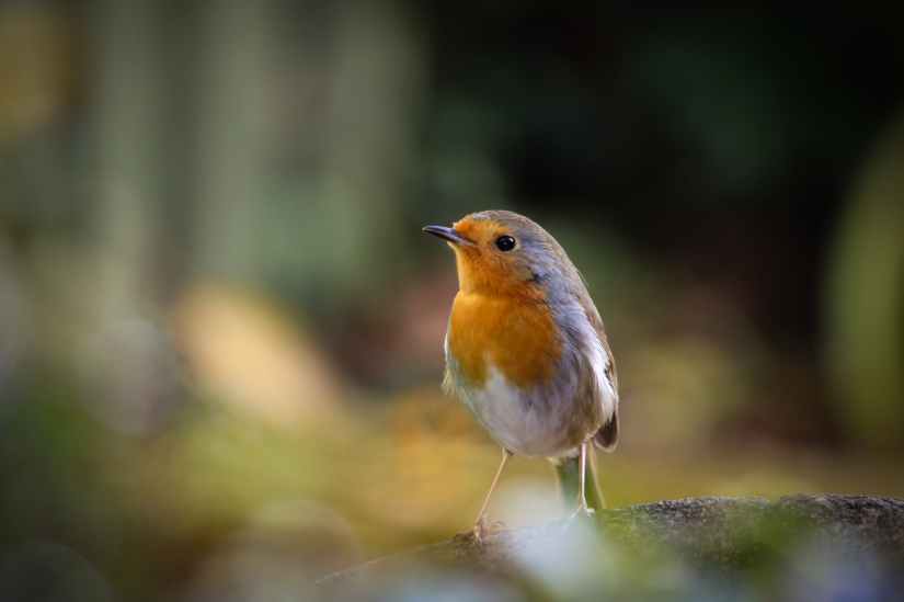 selective focus photography of yellow white and brown bird