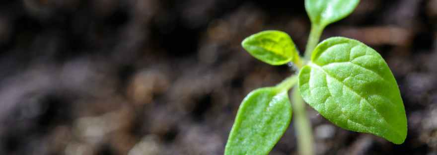 closeup photo of sprout